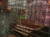 Mayhem-Manor_Organ-1-1